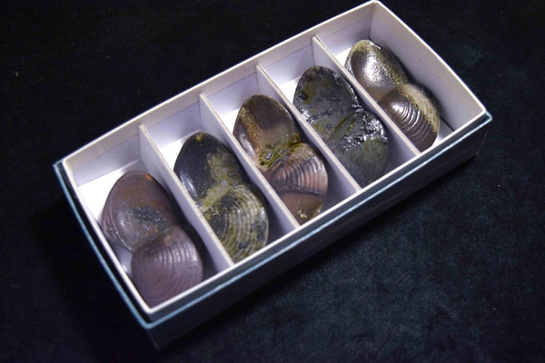 Japanese Bizen Clam Shape Chopsticks Rest 5pcs Set from Japan 087