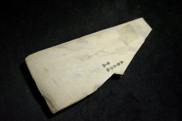 ●Japanese Natural Whetstone Nakayama Kurumaguchi Hachimai Daigokujo 425g from Japan 7.11