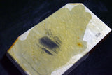 ●*Rare* Japanese Natural Whetstone Vintage Wakasa Tamurayama Hon Tomae 620g Fukui Pref. 8.08