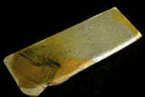 Japanese Natural Whetstone Shohonyama Umegahata Asagi 845g