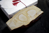 ●Japanese Natural Whetstone *Rare* Okikunomatsu from Osaka Japan 9.19