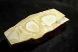 ●Japanese Natural Whetstone *Rare* Okikunomatsu from Osaka Japan 9.19