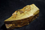●Japanese Natural Whetstone *Rare* Okikunomatsu from Osaka Japan 9.19