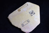 Japanese Natural Whetstone Shohonyama Nakayama Kiita 286g *Soft* from Kyoto F/S