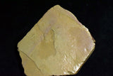 Japanese Natural Whetstone Shohonyama Nakayama Kiita 286g *Soft* from Kyoto F/S